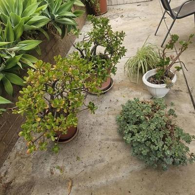 Spider plant and Succulents