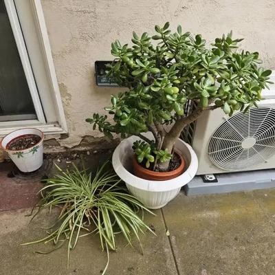 Medium Jade Plant & Spider Plant