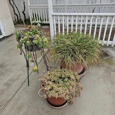 Succulents and Spider Plant