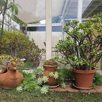Terracotta Chicken Planter with Jade, Large Jade Plant, & Terracotta Vase Planter with Succulents