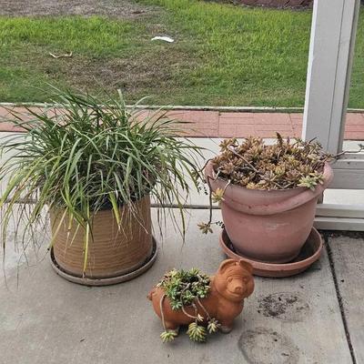 Terracotta Pig Planter with Succulent, Spider plant, & Other Succulent