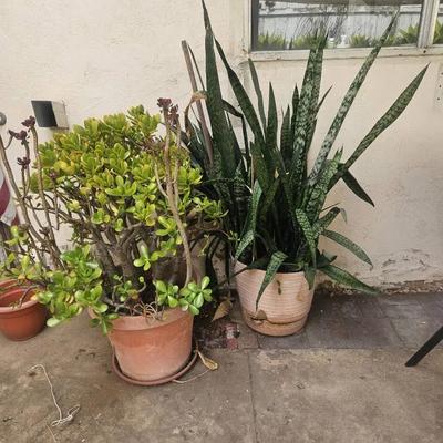 Large Potted Houseplants -- Jade & Snake Plant