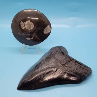 Rock Fossil & Megalodon Shark Tooth
