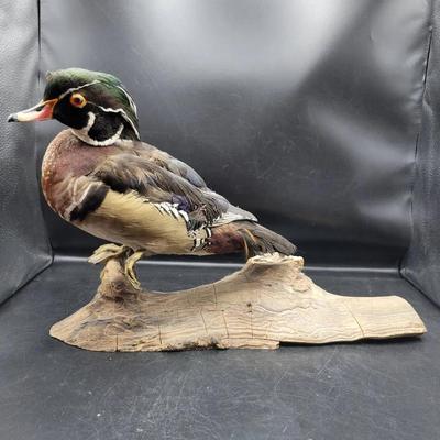 Taxidermy Wood Duck
