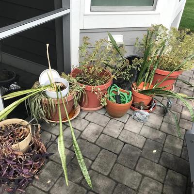 Large Assortment of Planter Pots