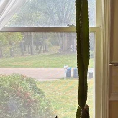7ft & 2ft Cactus Plants
