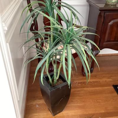 Dracaena plant