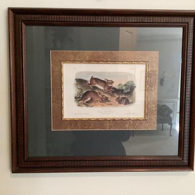 Wall art john james audubon lithograph grey rabitt