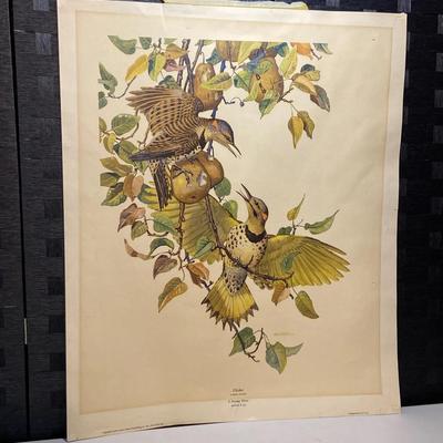 “Flicker” Large Bird Print By E. Paxton Oliver - 30”x25” 