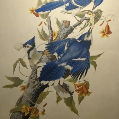 Vintage Or Antique Hand-colored Audubon Print, "Blue Jay", R. Harvell 22x27