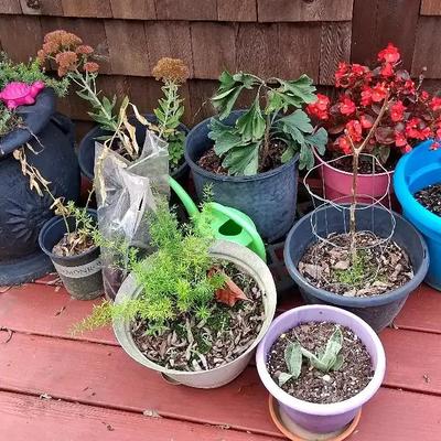 Collection of Plastic Planters with Assorted Plants & Cloth Planters Set