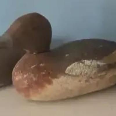 Victor Duck Decoy & Others 