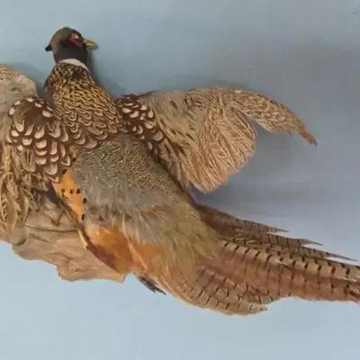 Large Ring Neck Pheasant Taxidermy 