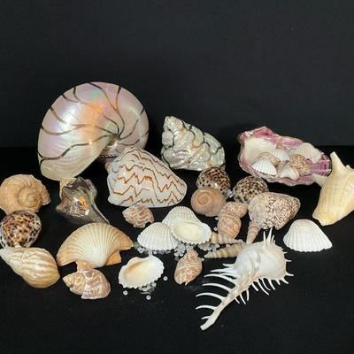 Collection Of Sea Shells