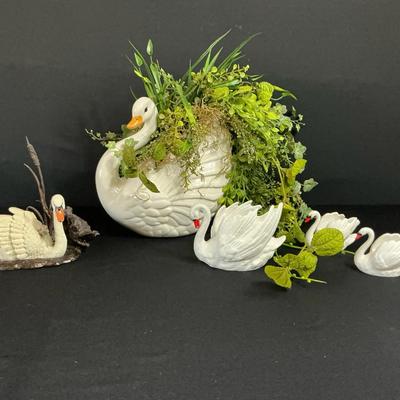 Swans 