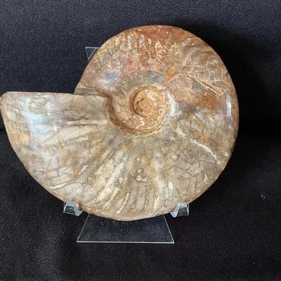 Ammonite Fossil Polished