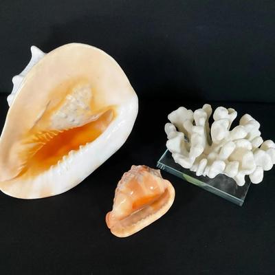 Conch And Coral