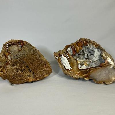 Two Agatized Coral Fossils