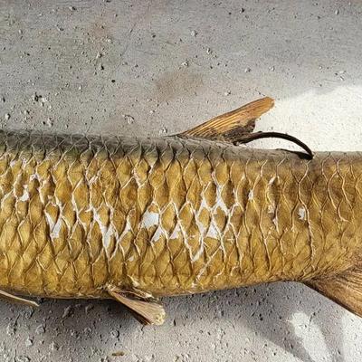 Tarpon Taxidermy Mount (G)