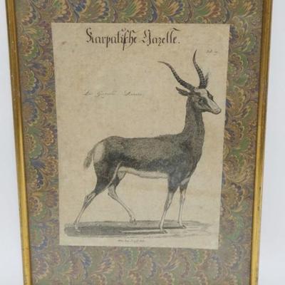 Sale Photo Thumbnail #127: 1127	FRAMED ANTIQUE ENGRAVING OF A GAZELLE, APPROXIMATELY 11 IN X 15 IN OVERALL
