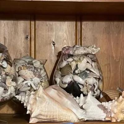 Collection Of Seashells