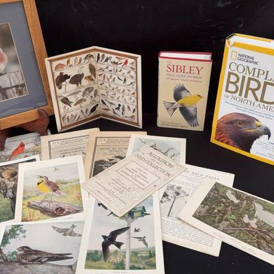Mad Bluebird Framed Print, Audubon Pocket Bird Collection Cards, Two Birds Of North America Books