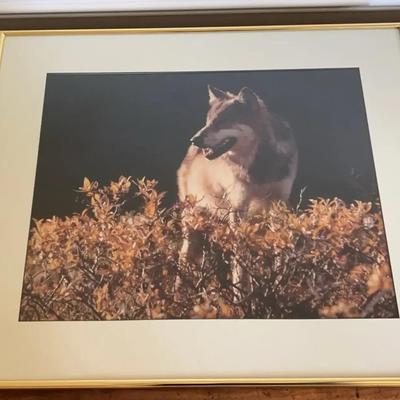 Framed Photo Of Wolf By Thomas D Mangelsen