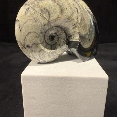Polished goniatite fossil