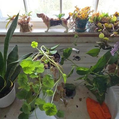 LIVE Plant Lot