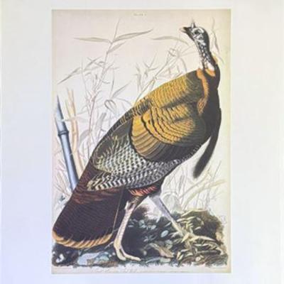 Lot 019-001   
J. Audubon M.W.S., Wild Turkey, Engraved By W.H. Lizars Edin