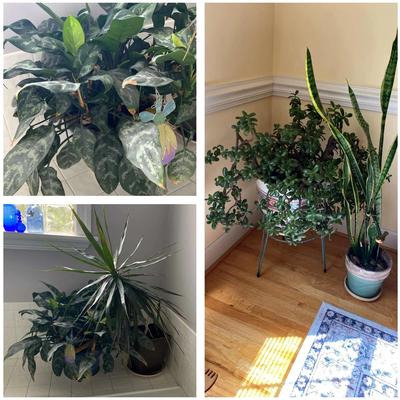 Indoor Potted Plants Collection