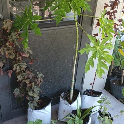 Food Forest Edible Plants - Papaya, Cranberry Hibiscus, Cuban Oregano, Aloe