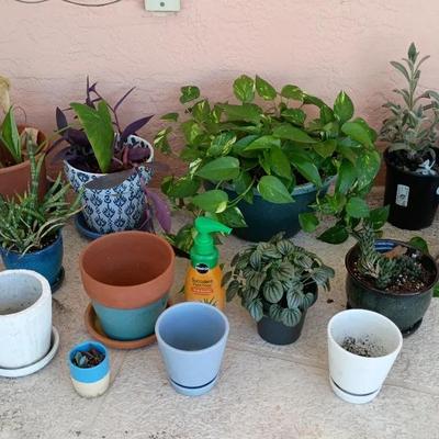 Succulent Plants, Pots, Plant Food - Pothos, Snake Plants, Peperomia
