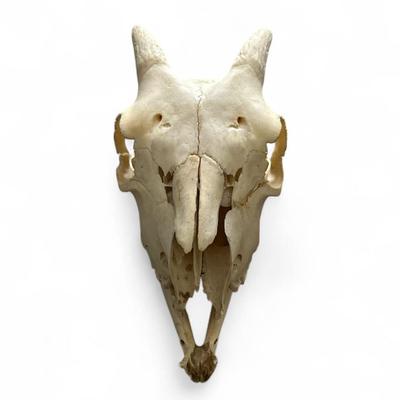 Skull