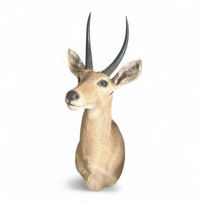 Taxidermy
