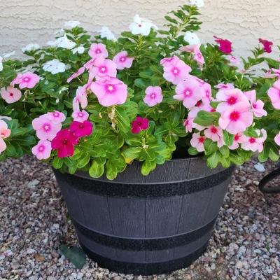 Beautiful Outdoor Planter With Pink & White Vinca Plants - 22 inch Diameter