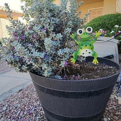 22" Diameter Planter With Live Purple Flowers Bush, Frog Standee 