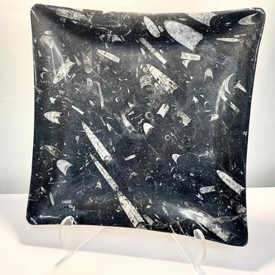 Fossilized Orthoceras and Ammonite Decorative Square Plate – 14”