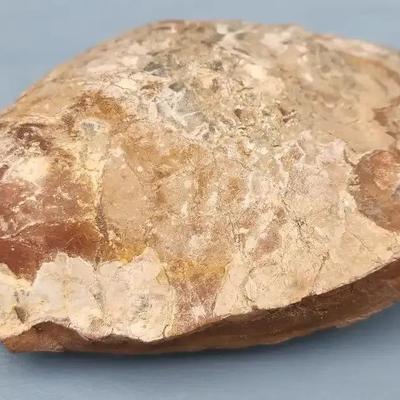 Fossilized Clam / Bivalve Shell Specimen
