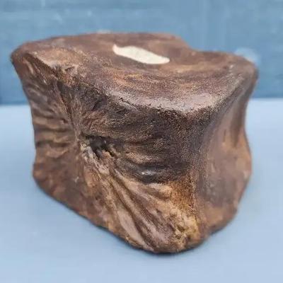 Ceratopsian Dinosaur Vertebra Fossil – Cretaceous Period
