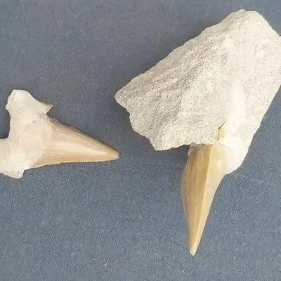 Pair of Fossilized Shark Teeth in Matrix – Prehistoric Marine Specimens
