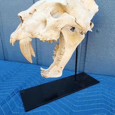 Large Saber-Tooth Style Replica Skull on Stand – Fossil Display
