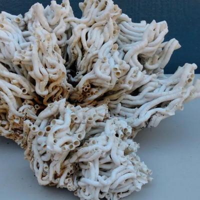 Natural White Tube Coral Cluster – Oceanic Display Specimen
