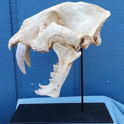 Saber Tooth Replica w/Professional mounting