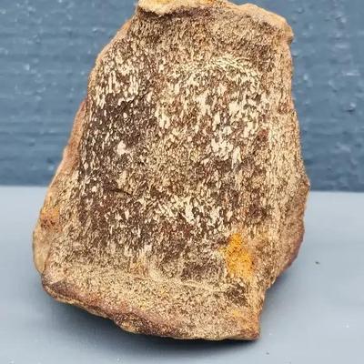 Petrified Dinosaur Bone Fragment – Likely Juvenile Specimen from Hells Canyon Region
