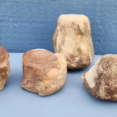 Set of 4 Fossilized Dinosaur Vertebrae – Carcharodontosaurus, c.90 Million Years Old
