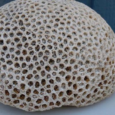 Natural Brain Coral Fossil – Large Dome Specimen
