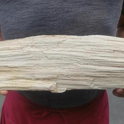 Large Petrified Wood Section – Tree Trunk Slice
