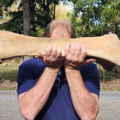 Large Prehistoric Thigh Bone Fossil – Possible Dinosaur Specimen
