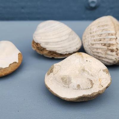 Set of 4 Fossilized Clam and Gastropod Shells
